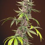 Red Mandarine F1 Fast Version cannabis seeds – Orange – The End of September – Feminized – image 1 from Seed City