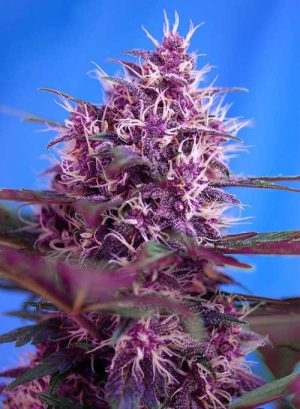 Red Poison Auto from Sweet Seeds