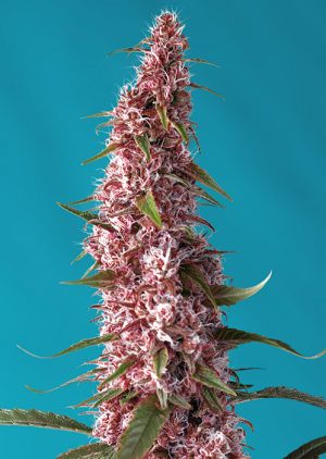 Image 1 of Red Pure Auto CBD cannabis by Sweet Seeds – Good for outdoor grow – Mostly Indica – Female seeds – Seed City