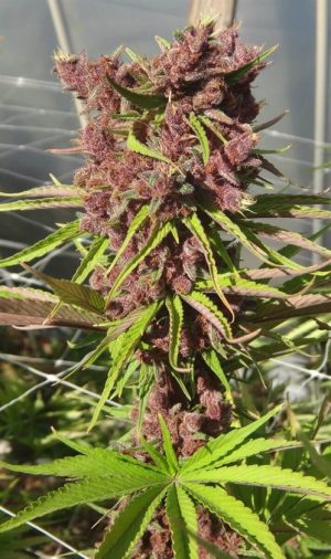 Red Sapphire by Ace Seed bank – Indoor-friendly – Mostly Sativa – 12/12 Photoperiod – image 1 – Seed City
