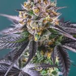 Red Strawberry Banana Auto cannabis seeds – Sweet – Feminized – Auto-Flowering – image 1 from Seed City