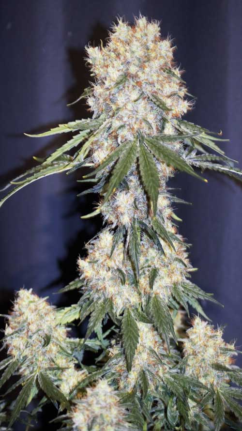 Renton's Green Onion from Lounge Lizard Seeds