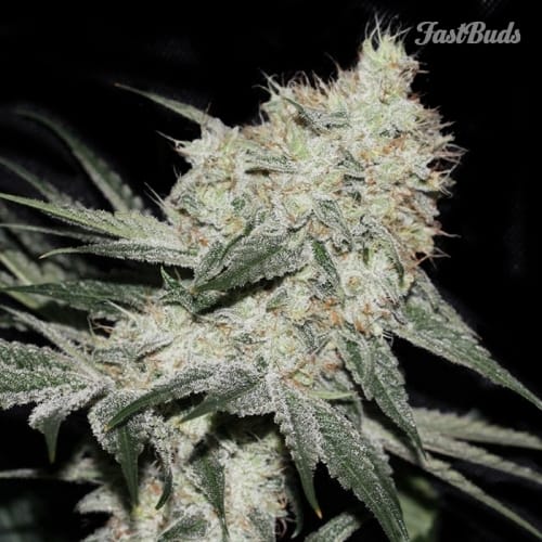 Rhyno Ryder cannabis seeds – Super Strength – Auto-Flowering – Feminized – image 2 from Seed City