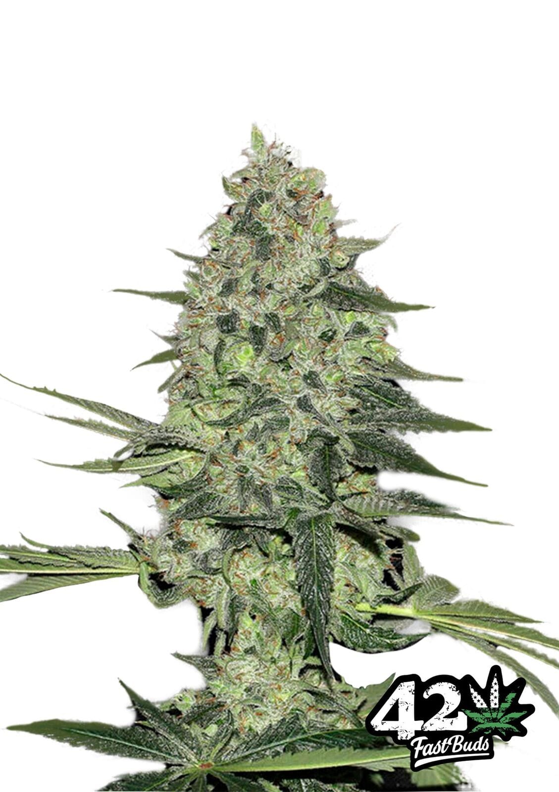 Image 1 of Rhyno Ryder cannabis by FastBuds – Sweet – 50% Indica/50% Sativa – Auto-Flowering – Seed City