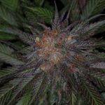 Image 2 of Ripped Bubba cannabis by Subcools The Dank – Lemon – Good for outdoor grow – 12/12 Photoperiod – Seed City