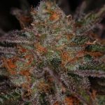 Ripped Bubba cannabis seeds – Super Strength – Regular – Good for outdoor grow – image 3 from Seed City