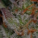 Image 4 of Ripped Bubba cannabis by Subcools The Dank – Lemon – 12/12 Photoperiod – Super Strength – Seed City