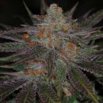 Image 1 of Ripped Bubba cannabis by Subcools The Dank – Regular – Indica Dominant – Super Strength – Seed City