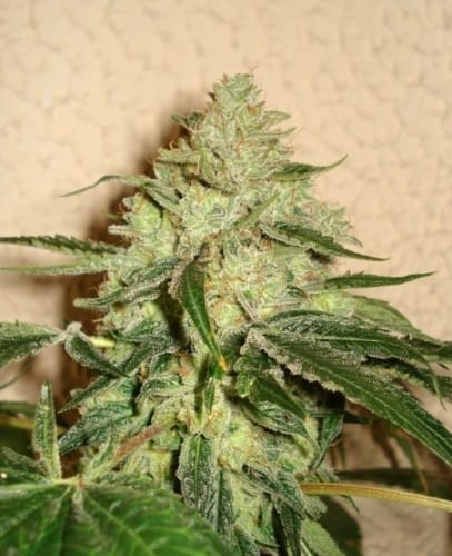 showing 12/12 Photoperiod – Female seeds – Suited for indoor growing – image 1 – Seed City