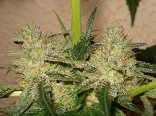 RoadDawg from Karma Genetics