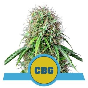 Royal CBG Automatic by Royal Queen Seeds – Resistant to Low Temperature – Vanilla – Mostly Sativa – image 1 – Seed City