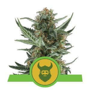 Image 1 of Royal Dwarf cannabis by Royal Queen Seeds – Sativa Dominant – Short (up to 80cm) – Greenhouse – Seed City