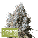 Rucu Cucu OG cannabis seeds – Super Strength – Outdoor cultivation – 12/12 Photoperiod – image 1 from Seed City