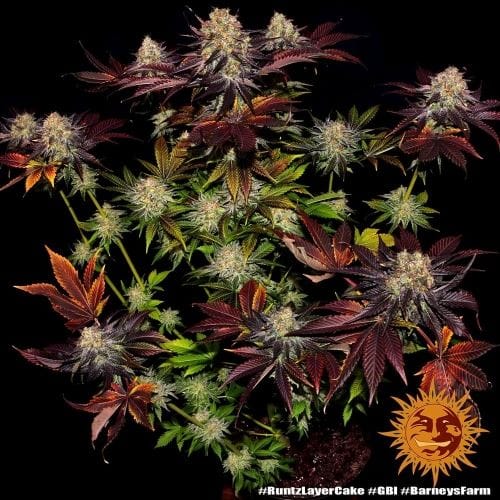 Runtz x Layer Cake cannabis seeds – Citrus – Middle of October – Good for outdoor grow – image 2 from Seed City