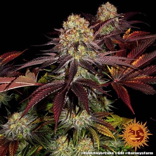 Runtz x Layer Cake by Barneys Farm Seeds – 50% Indica/50% Sativa – Good for outdoor grow – Citrus – image 3 – Seed City