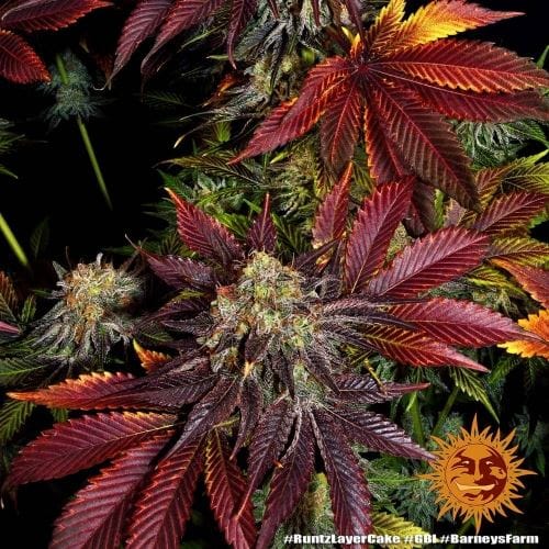 Runtz x Layer Cake by Barneys Farm Seeds – Super Strength – Citrus – 50% Indica/50% Sativa – image 4 – Seed City