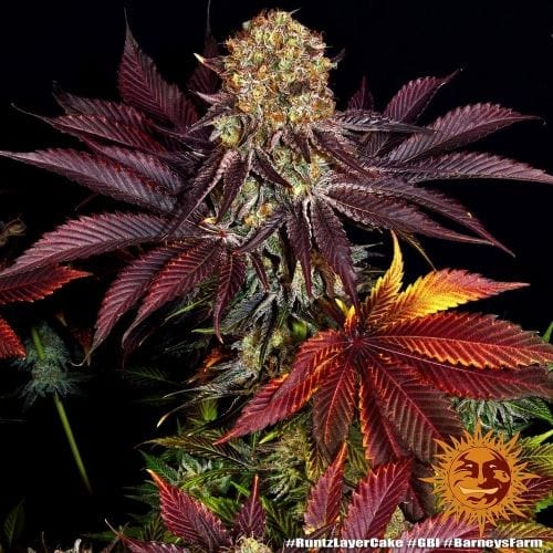 Runtz x Layer Cake cannabis seeds – Middle of October – Excellent harvest potential – Citrus – image 5 from Seed City