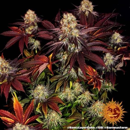 Runtz x Layer Cake cannabis seeds – Super Strength – Good for outdoor grow – Middle of October – image 6 from Seed City