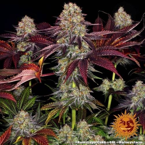 Runtz x Layer Cake by Barneys Farm Seeds – Middle of October – 12/12 Photoperiod – Citrus – image 8 – Seed City