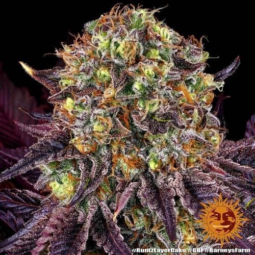 Runtz x Layer Cake by Barneys Farm Seeds – Guaranteed female plants – Citrus – Super Strength – image 9 – Seed City