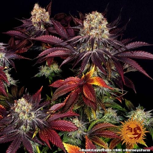 Runtz x Layer Cake cannabis seeds – 50% Indica/50% Sativa – Super Strength – Middle of October – image 10 from Seed City