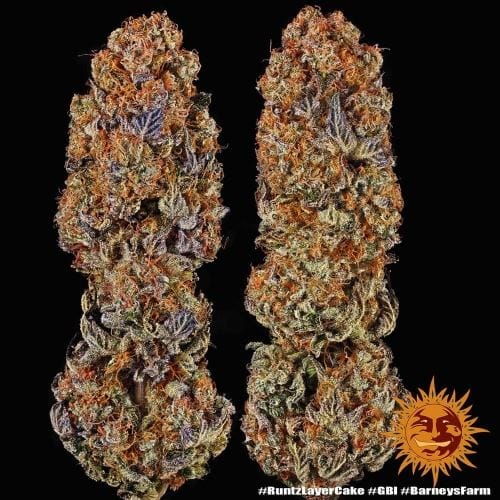 Runtz x Layer Cake cannabis seeds – Guaranteed female plants – Middle of October – Citrus – image 11 from Seed City
