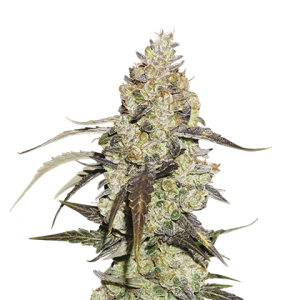 Runtz by Seed Stockers – Happy – Indica-heavy – Feminized – image 1 – Seed City