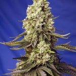Guaranteed female plants – Fruity – Auto-Flowering – Runtz XL Auto strain – image 1 – from Sweet Seeds via Seed City