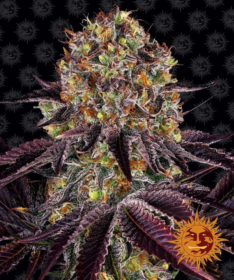 Runtz x Layer Cake by Barneys Farm Seeds – Guaranteed female plants – Citrus – 12/12 Photoperiod – image 1 – Seed City