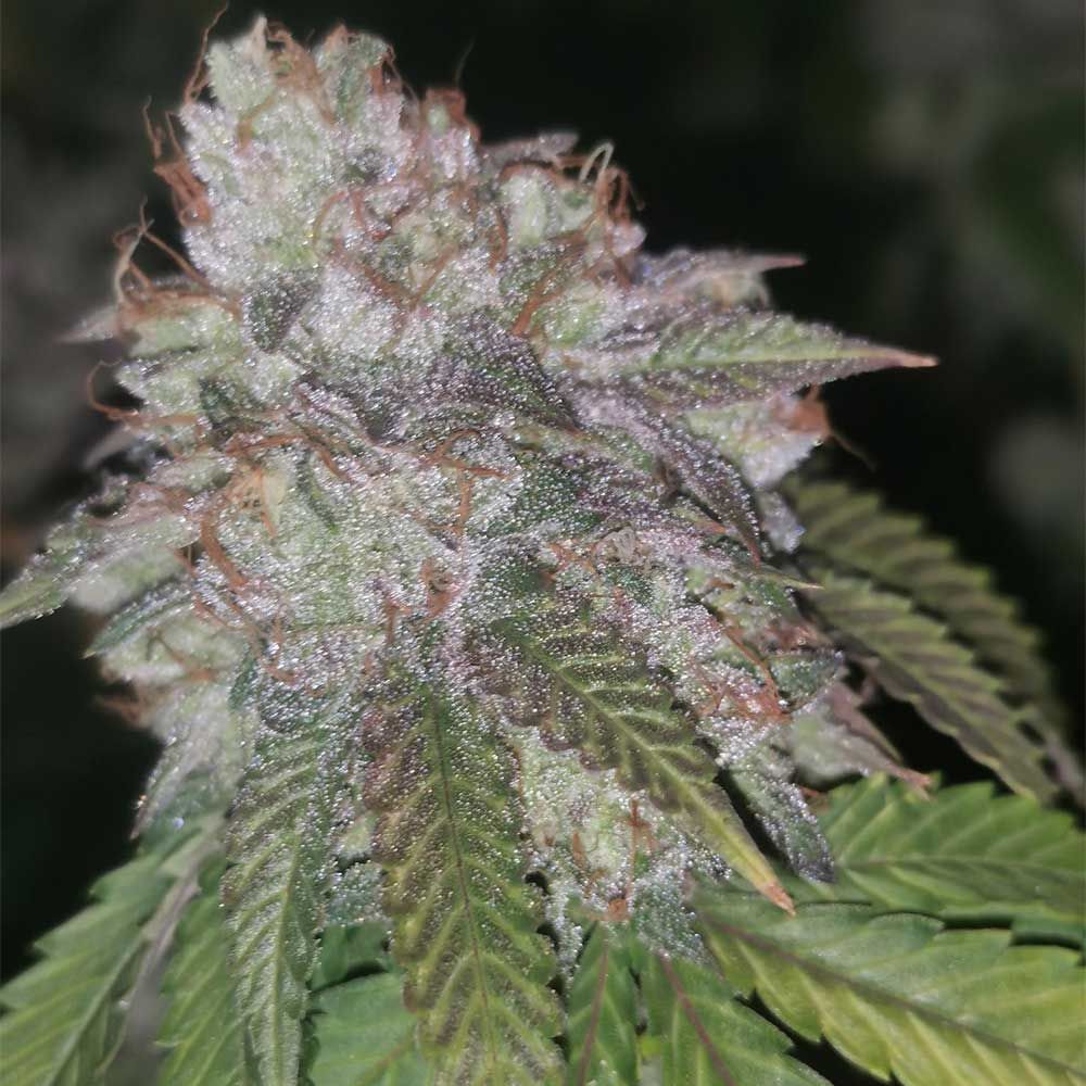 Runtzosa cannabis seeds – Super Strength – Citrus – Indoor-friendly – image 1 from Seed City
