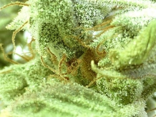 showing Auto-Flowering – Relaxing – Greenhouse – image 1 – Seed City