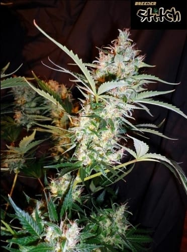 Image 2 of Russian Haze Auto cannabis by Flash Seeds – Regular – Sativa-leaning – Indoor-friendly – Seed City