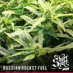Feminized – Body Stone – Fuel – Russian Rocket Fuel strain – image 1 – from Short Stuff Seeds via Seed City