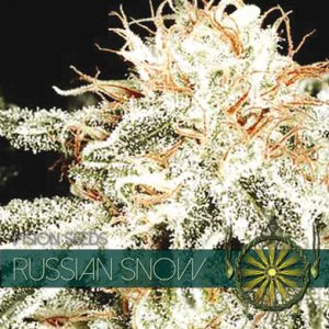 Russian Snow cannabis seeds – Female seeds – Greenhouse – The End of September – image 1 from Seed City
