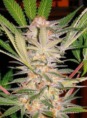 S.A.D. (Sweet Afghani Delicious) cannabis seeds – Resistant to Pests – Indica-heavy – Musky – image 1 from Seed City