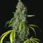 Feminized – Good for outdoor grow – 12/12 Photoperiod – S.A.G.E. strain – image 2 – from TH Seeds via Seed City