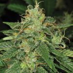 Feminized – Good for outdoor grow – 12/12 Photoperiod – S.A.G.E. strain – image 1 – from TH Seeds via Seed City