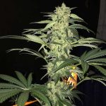 Outdoor – High CBD – Nerve Pain – S.A.G.E. CBD strain – image 1 – from TH Seeds via Seed City