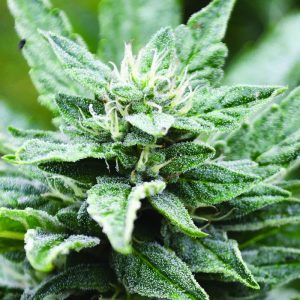 SFV OG Kush x RPK from Emerald Triangle Seeds