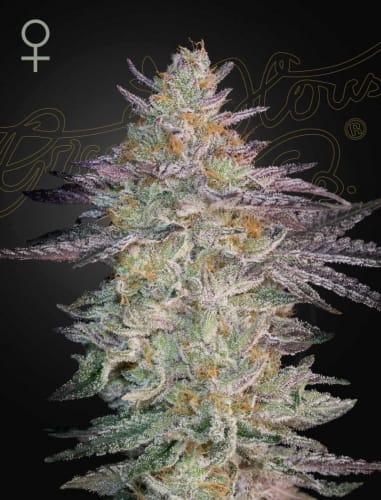Super Lemon Haze X GMO by Green House Seeds – Sativa-leaning – Good for outdoor grow – Feminized – image 2 – Seed City