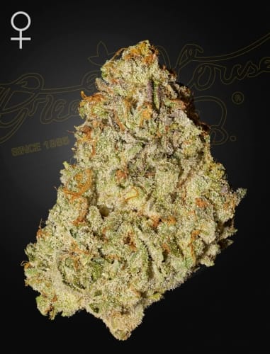 showing Earthy – Sativa-leaning – Feminized – image 1 – Seed City