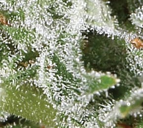 showing Sativa Dominant – Cerebral – Indoor-friendly – image 1 – Seed City