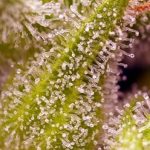 Sweet Cherry Pie by Sweet Seeds – The End of September – Feminized – Berry – image 2 – Seed City