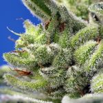 Sweet Gelato Auto cannabis seeds – Woodsy – Sativa Dominant – Super Strength – image 2 from Seed City