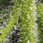 Sweet Gelato Auto cannabis seeds – Woodsy – Auto-Flowering – Sativa Dominant – image 3 from Seed City