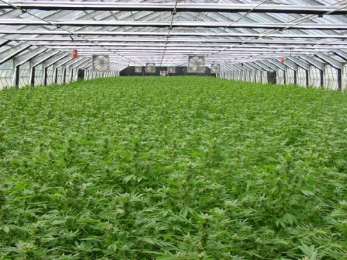 12/12 Photoperiod – Indica – Suited for indoor growing – Shit strain – image 2 – from Mr Nice Seeds via Seed City