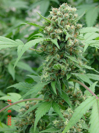 Shit cannabis seeds – Fruity – 12/12 Photoperiod – Excellent harvest potential – image 3 from Seed City