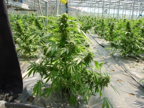 Shit cannabis seeds – 12/12 Photoperiod – Excellent harvest potential – Beginning of October – image 4 from Seed City