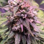 San Francisco Sour Dough cannabis seeds – 12/12 Photoperiod – Sweet – Guaranteed female plants – image 1 from Seed City