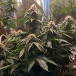 Sangria cannabis seeds – 12/12 Photoperiod – Good for outdoor grow – Woodsy – image 2 from Seed City